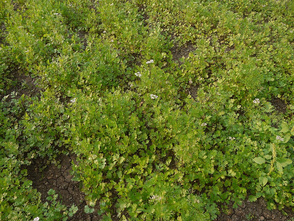 Coriandrum sativum (Cilantro) (alternate view 10)