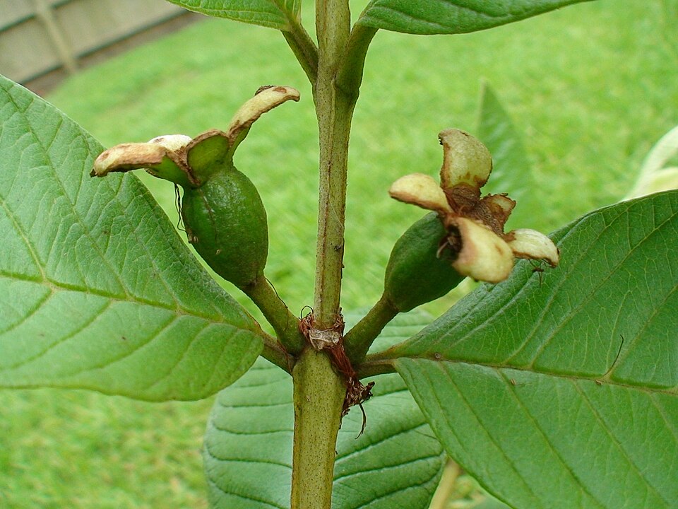 Psidium guajava (White Guava) (alternate view 5)