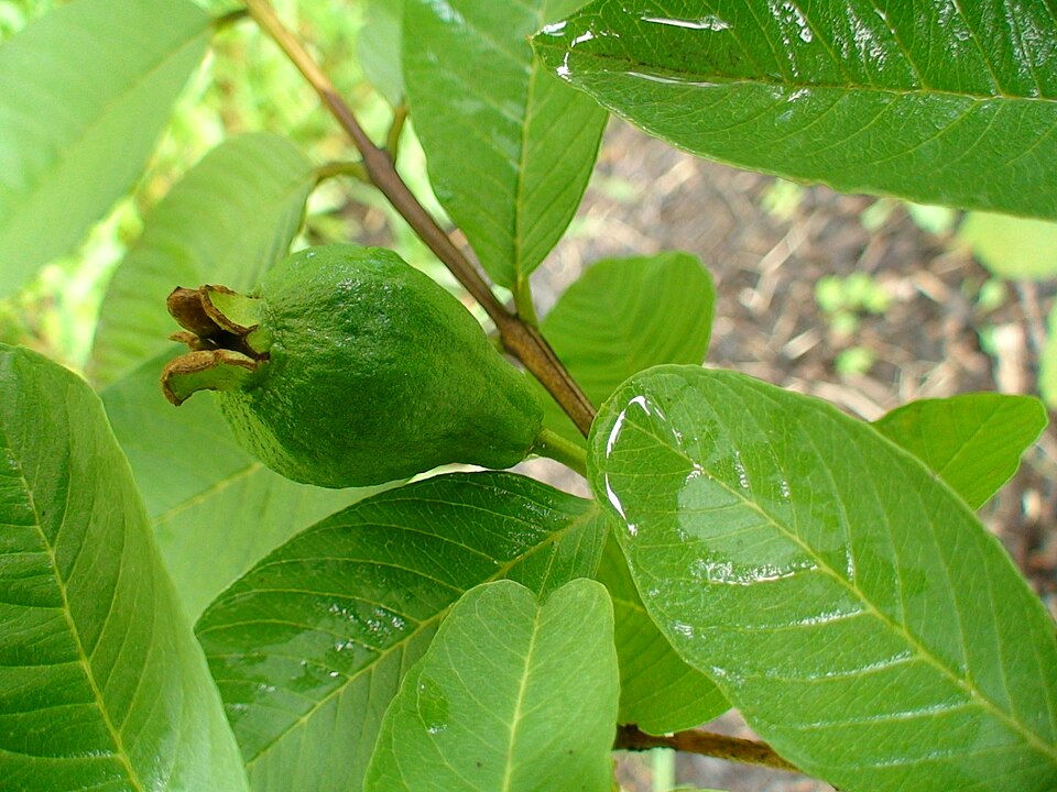 Psidium guajava (White Guava) (alternate view 6)