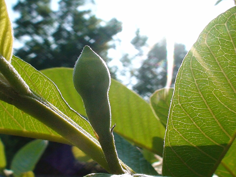 Psidium guajava (White Guava) (alternate view 7)