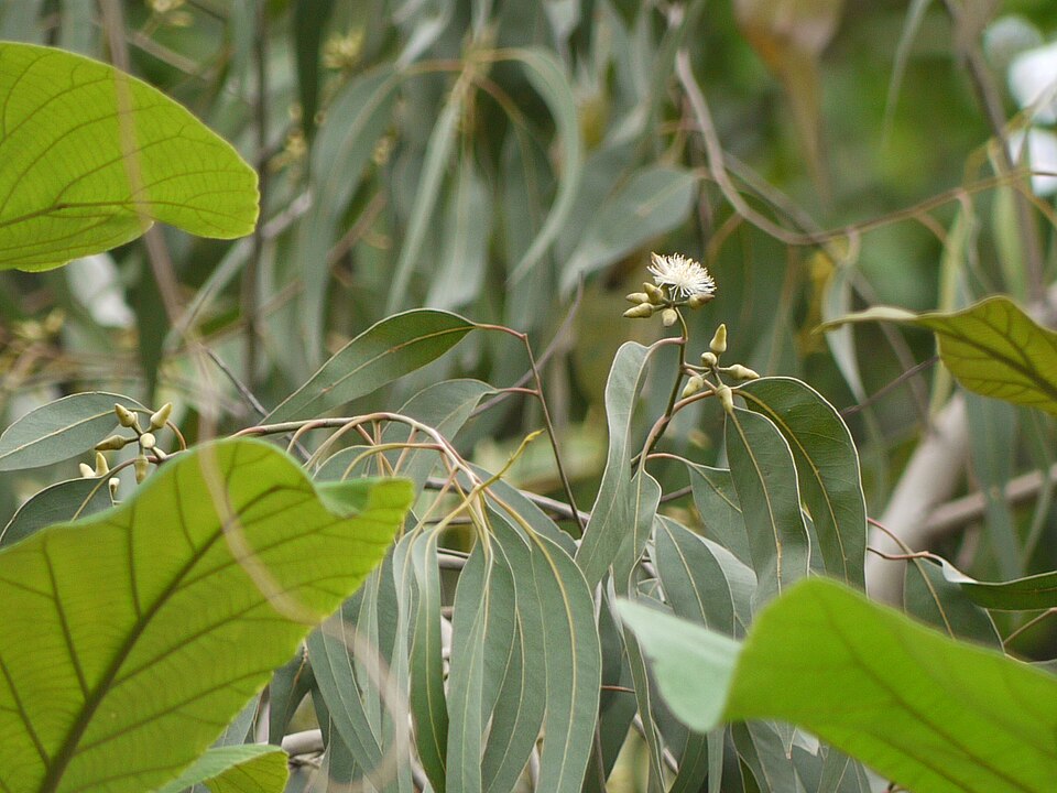 Eucalyptus tereticornis (Forest red gum) (alternate view 10)