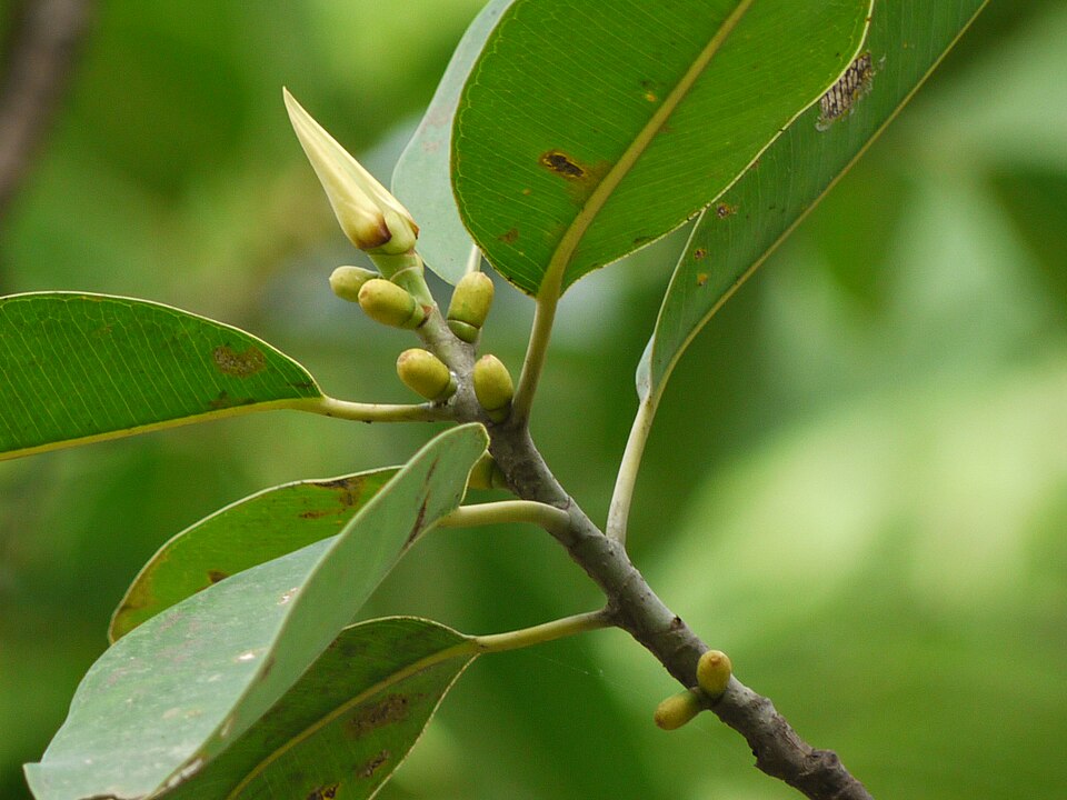 Ficus elastica (Rubber Plant) (alternate view 11)