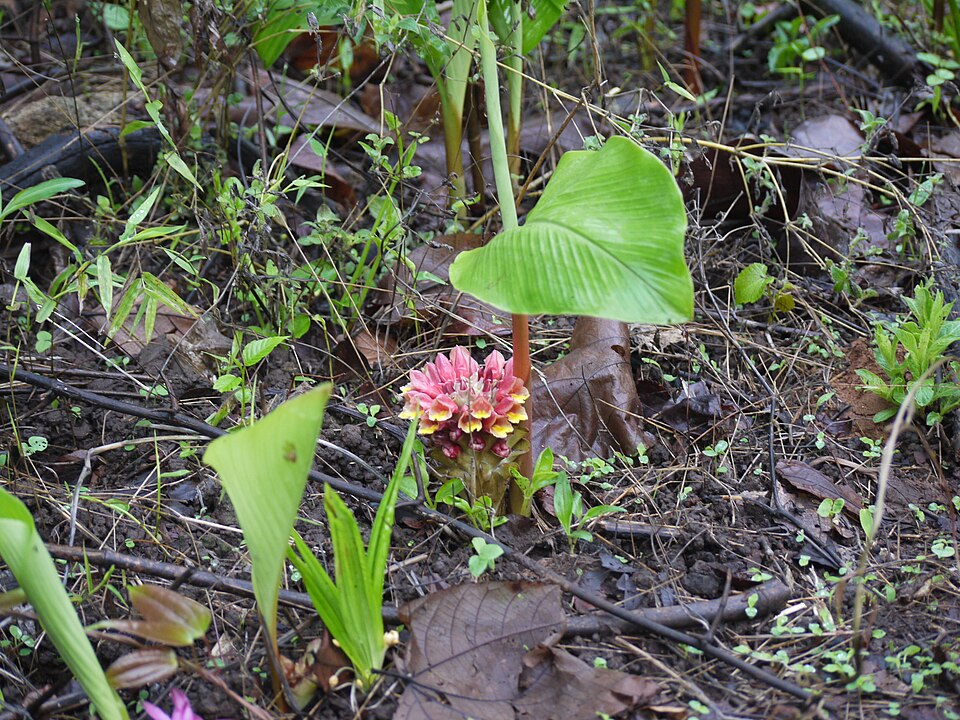 Curcuma (turmerics) (alternate view 7)