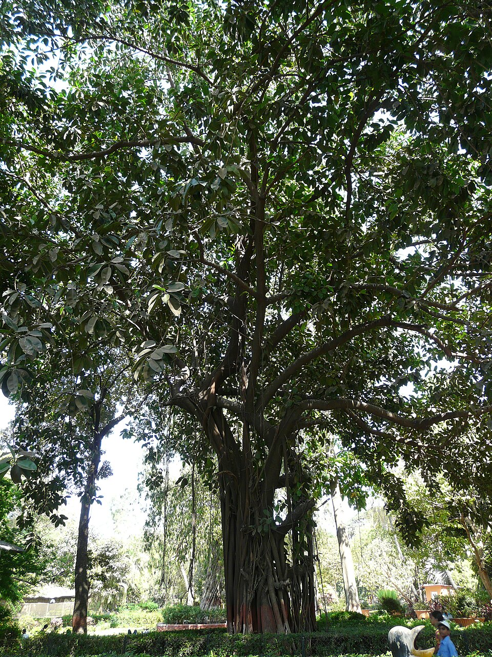 Ficus elastica (Rubber Plant) (alternate view 12)