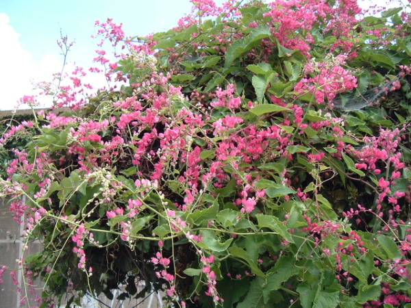 Antigonon leptopus (Coral Vine) (alternate view 6)