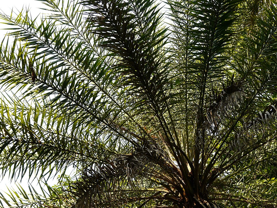 Phoenix sylvestris (Silver Date Palm) (alternate view 5)