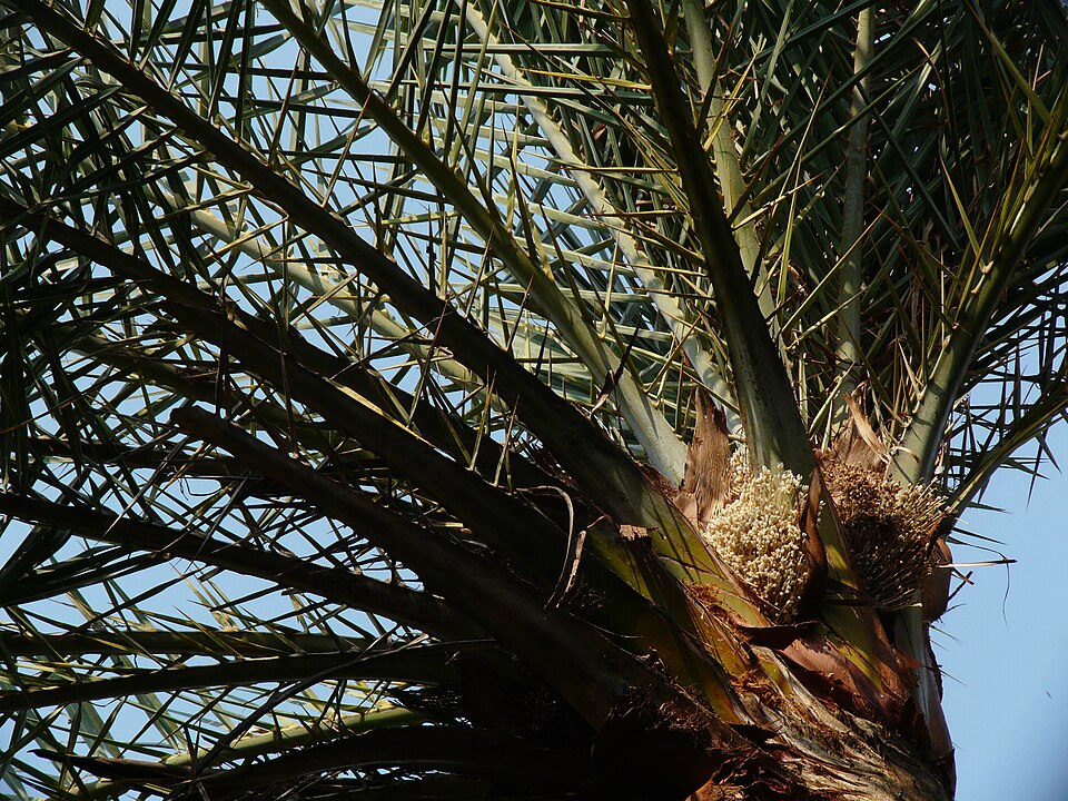 Phoenix sylvestris (Silver Date Palm) (alternate view 6)