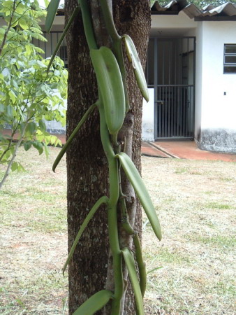 Vanilla planifolia (Vanilla Orchid) (alternate view 5)