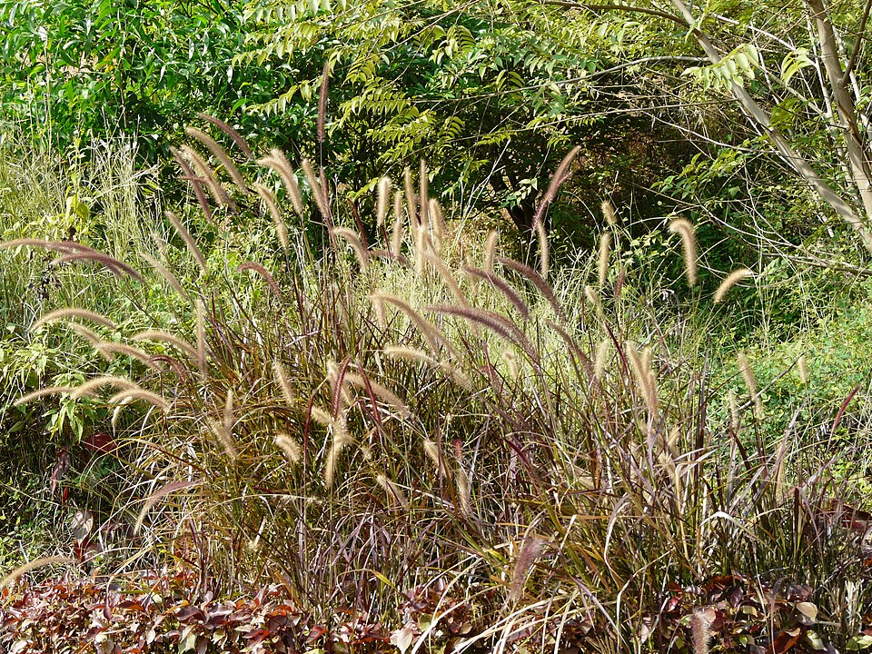 Cenchrus setaceus (Fountain Grass)