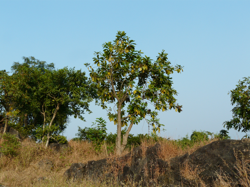 Morinda citrifolia, Noni — upright evergreen (Rubiaceae) (image 3 of 10)