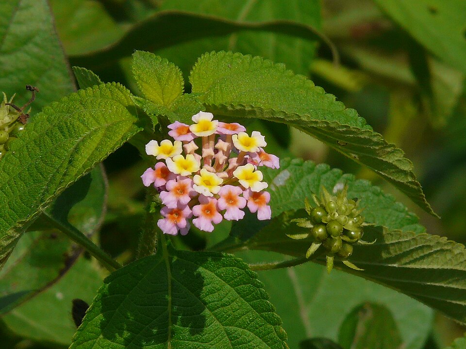 Lantana (Lantanas) (alternate view 2)
