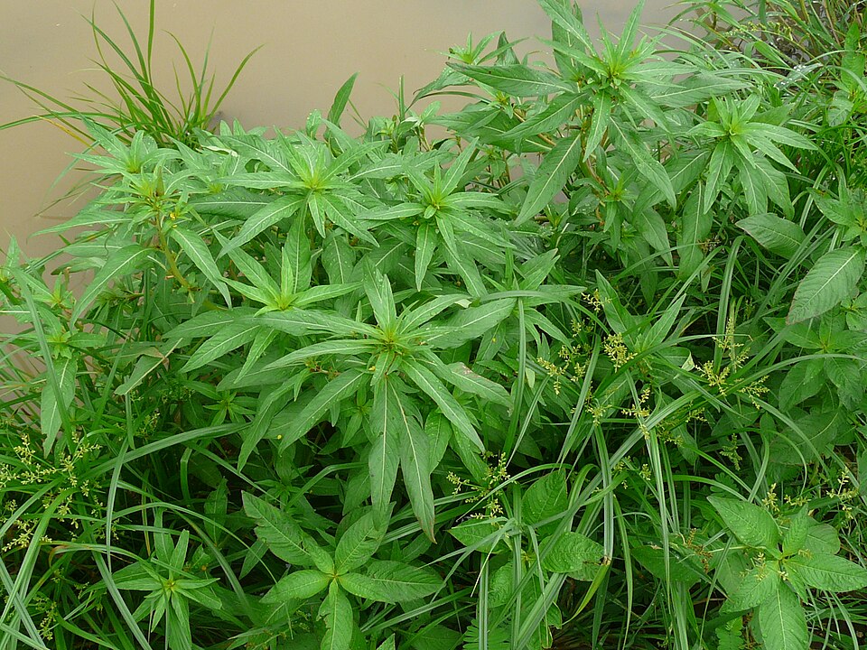 Ludwigia octovalvis (Mexican Primrose-willow) (alternate view 10)