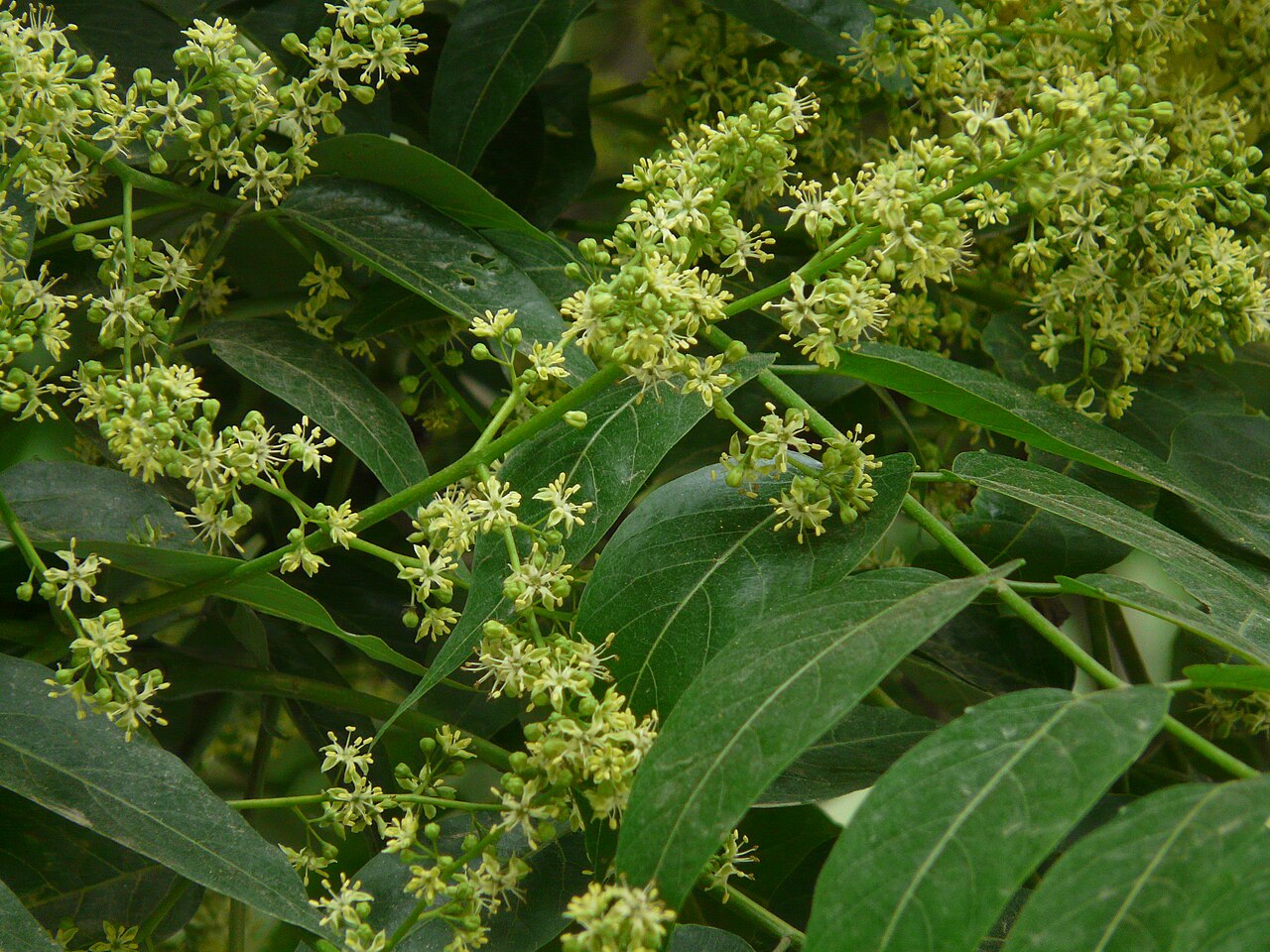 Sapindus mukorossi, Chinese soapberry — spreading deciduous (Sapindaceae) (image 5 of 10)