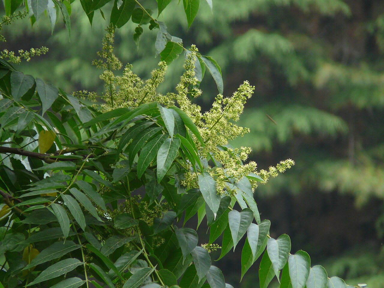 Sapindus mukorossi, Chinese soapberry — spreading deciduous (Sapindaceae) (image 6 of 10)