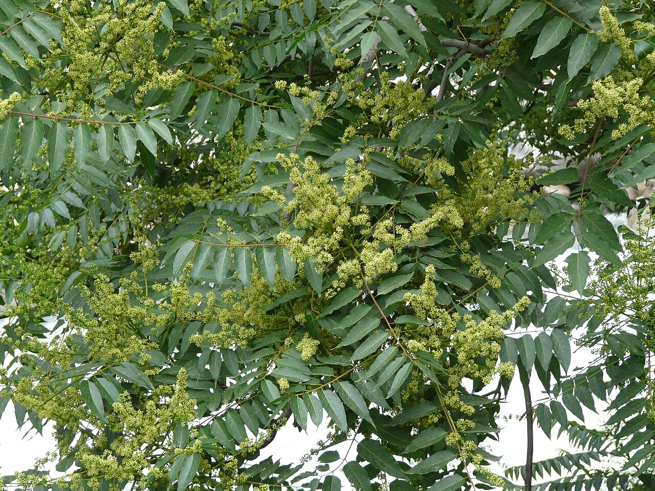 Sapindus mukorossi, Chinese soapberry — spreading deciduous (Sapindaceae) (image 7 of 10)
