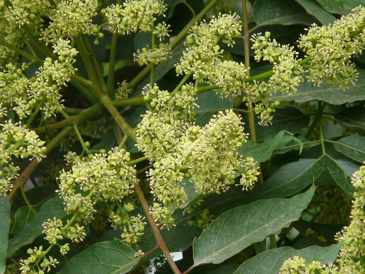 Sapindus mukorossi, Chinese soapberry — spreading deciduous (Sapindaceae) (image 8 of 10)