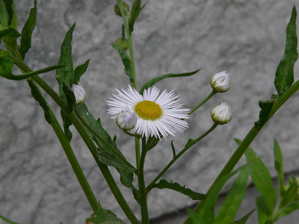 Erigeron annuus (annual fleabane)