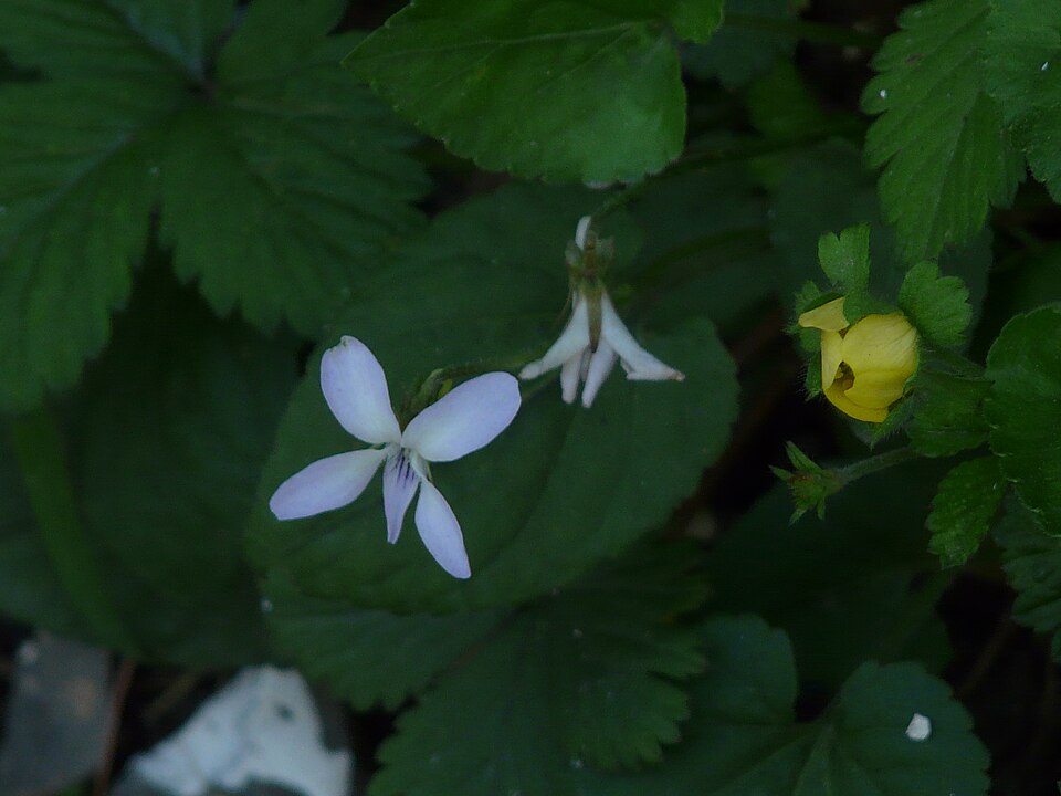 Viola blanda (sweet white violet) (alternate view 10)