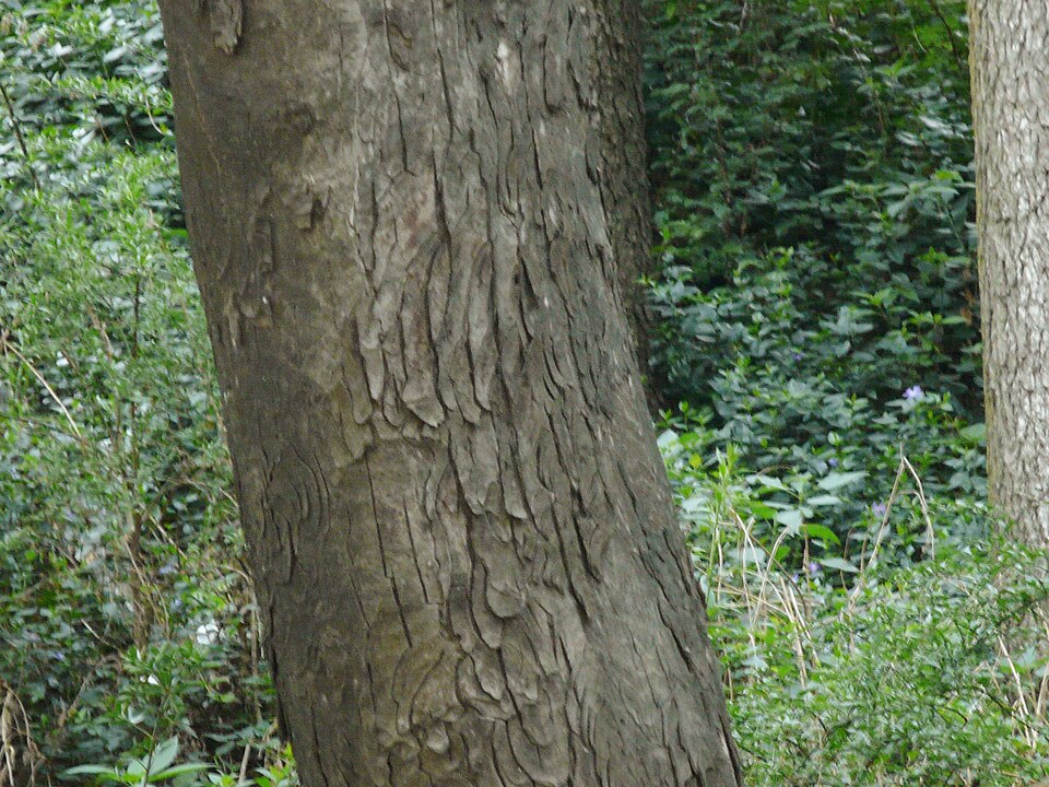 Aesculus indica (Indian Horse Chestnut) (alternate view 7)