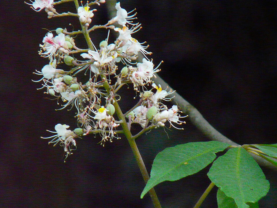 Aesculus indica (Indian Horse Chestnut) (alternate view 8)