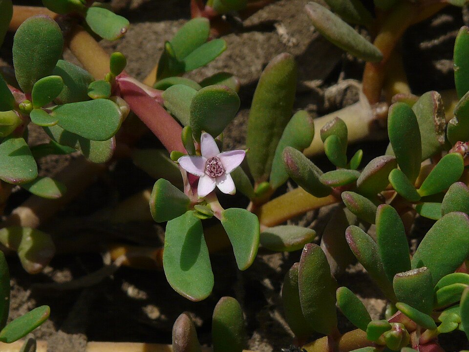Sesuvium portulacastrum (sea purslane) (alternate view 8)