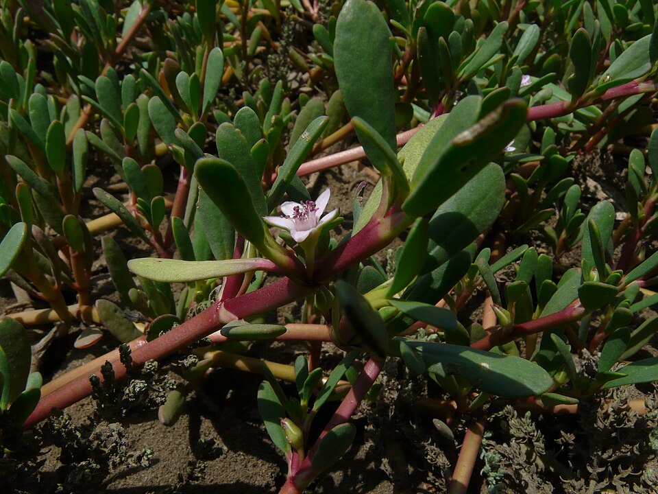 Sesuvium portulacastrum (sea purslane) (alternate view 9)