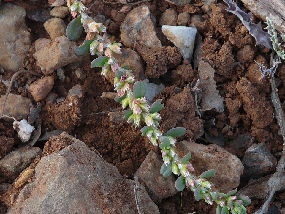 Polygonum (knotweeds) (alternate view 10)