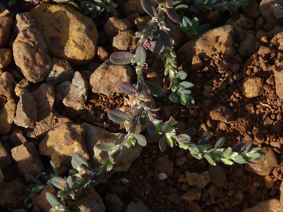 Polygonum (knotweeds) (alternate view 11)