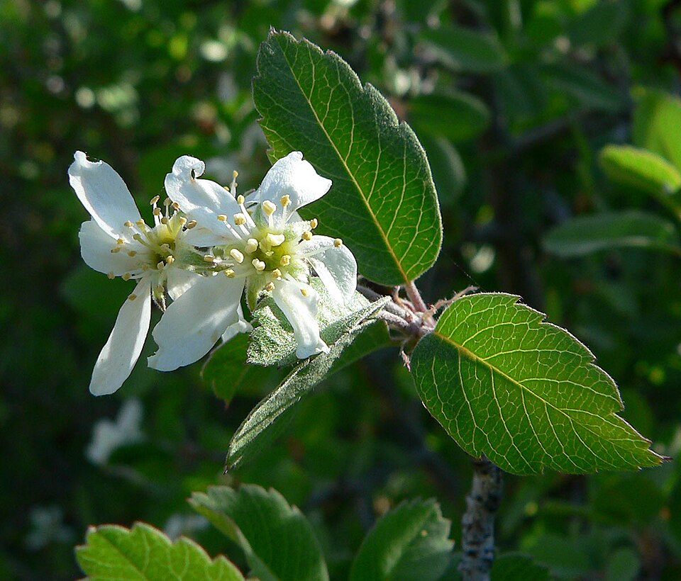 Amelanchier utahensis (Utah Serviceberry) (alternate view 5)
