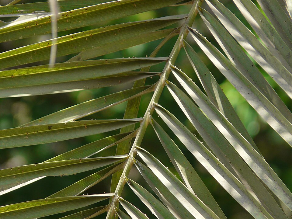 Phoenix sylvestris (Silver Date Palm) (alternate view 7)