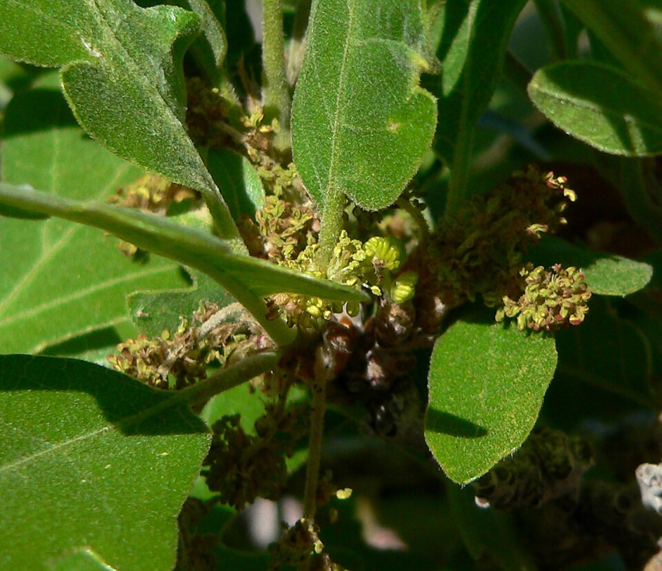 Quercus gambelii (Gambel Oak) (alternate view 9)