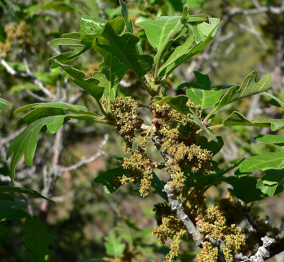 Quercus gambelii (Gambel Oak) (alternate view 10)