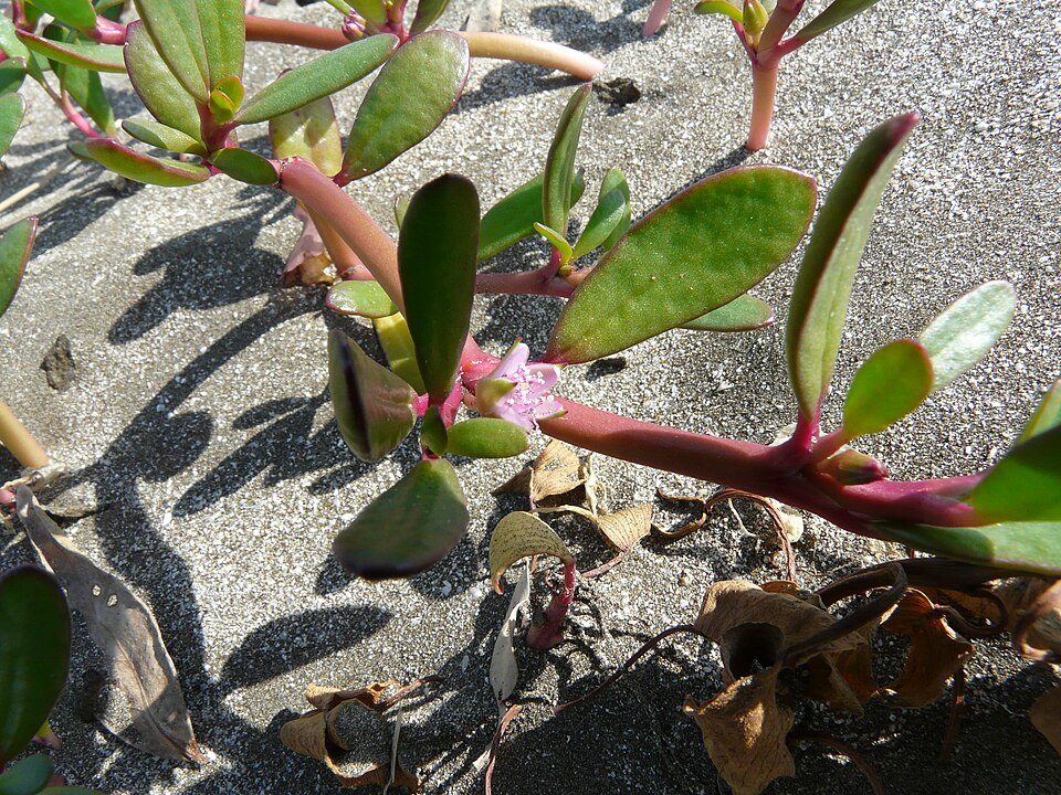 Sesuvium portulacastrum (sea purslane) (alternate view 10)