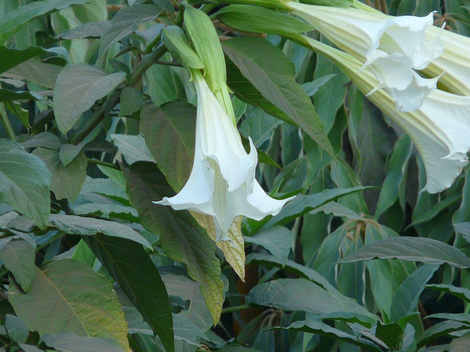 Datura wrightii (Sacred Datura)