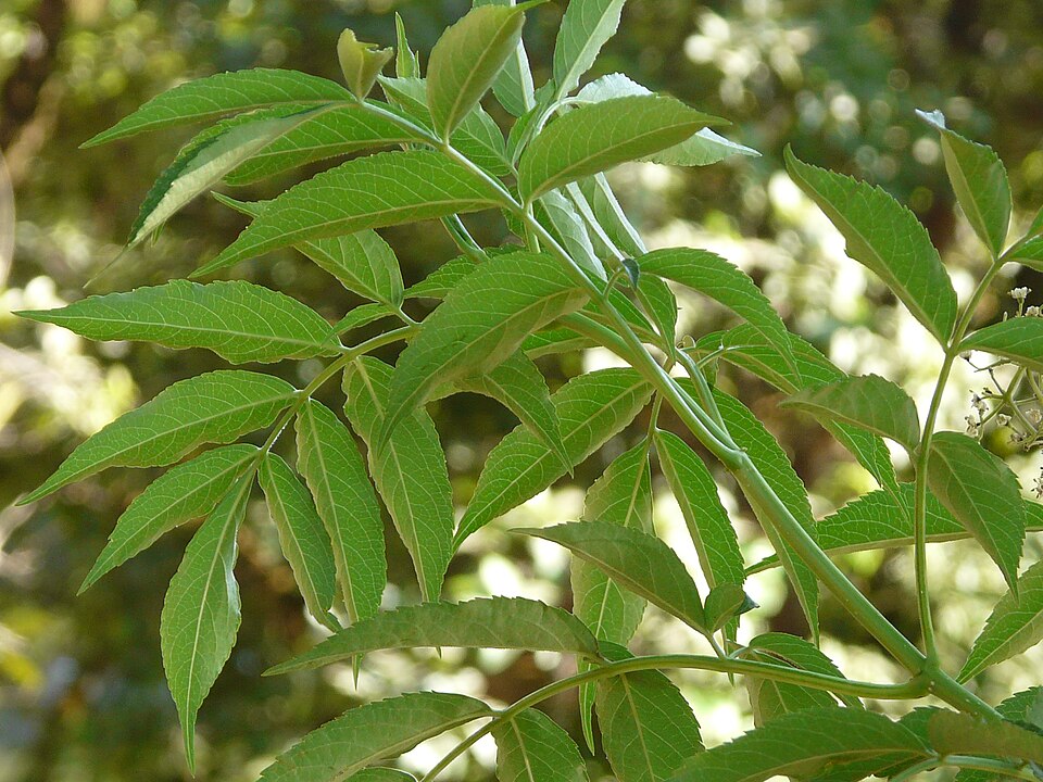 Sambucus canadensis (American black elderberry)