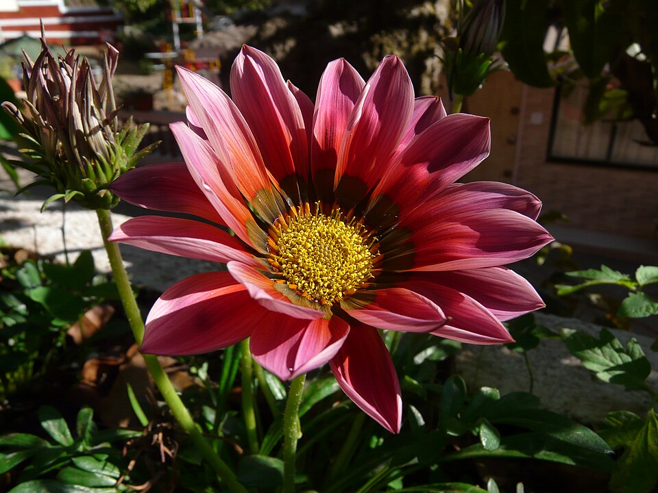 Gazania × splendens (Garden Treasure Flower) (alternate view 3)