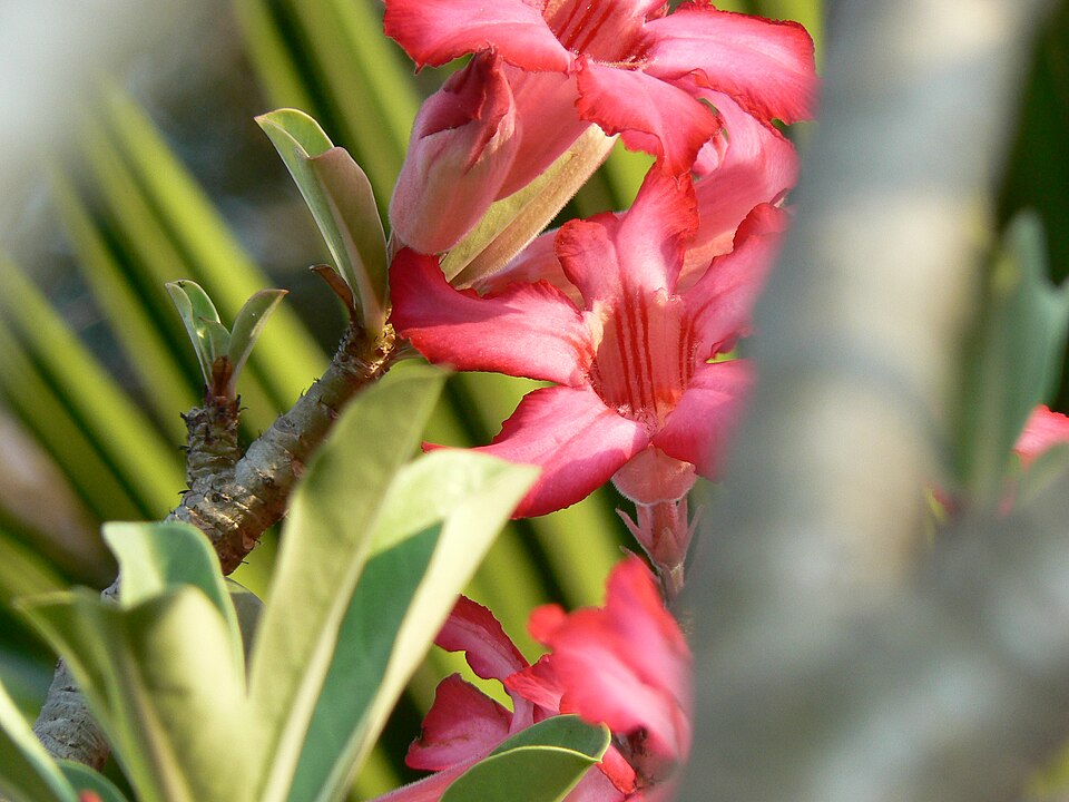 Adenium obesum (Desert Rose) (alternate view 7)