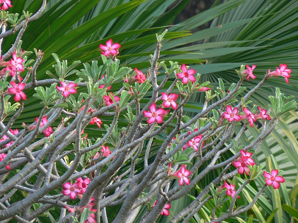Adenium obesum (Desert Rose) (alternate view 8)