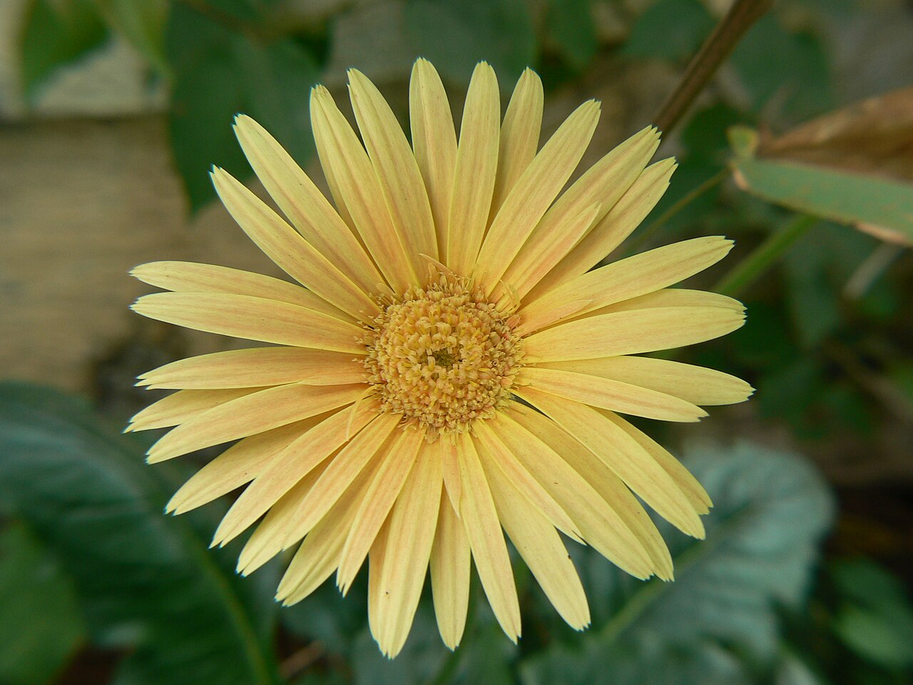 Gerbera jamesonii, Barberton daisy — clumping evergreen (Asteraceae) (image 10 of 10)