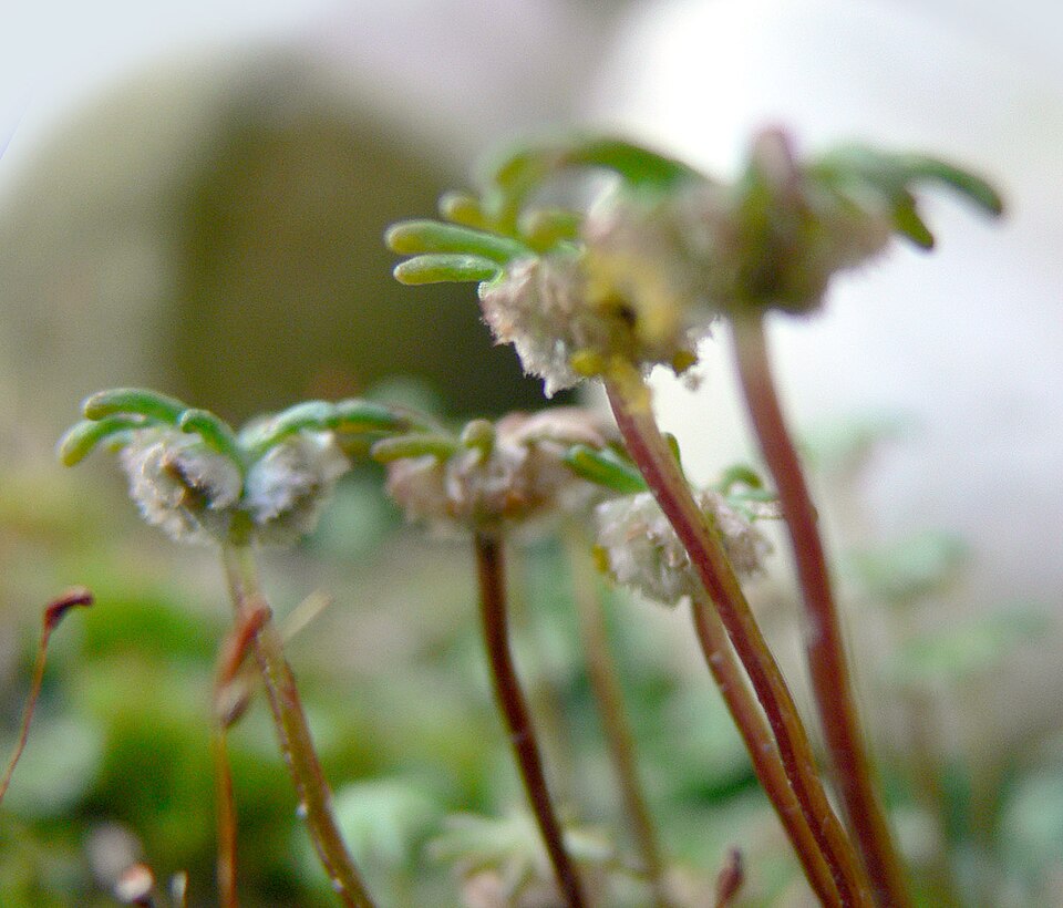 Marchantia polymorpha (Common Liverwort)