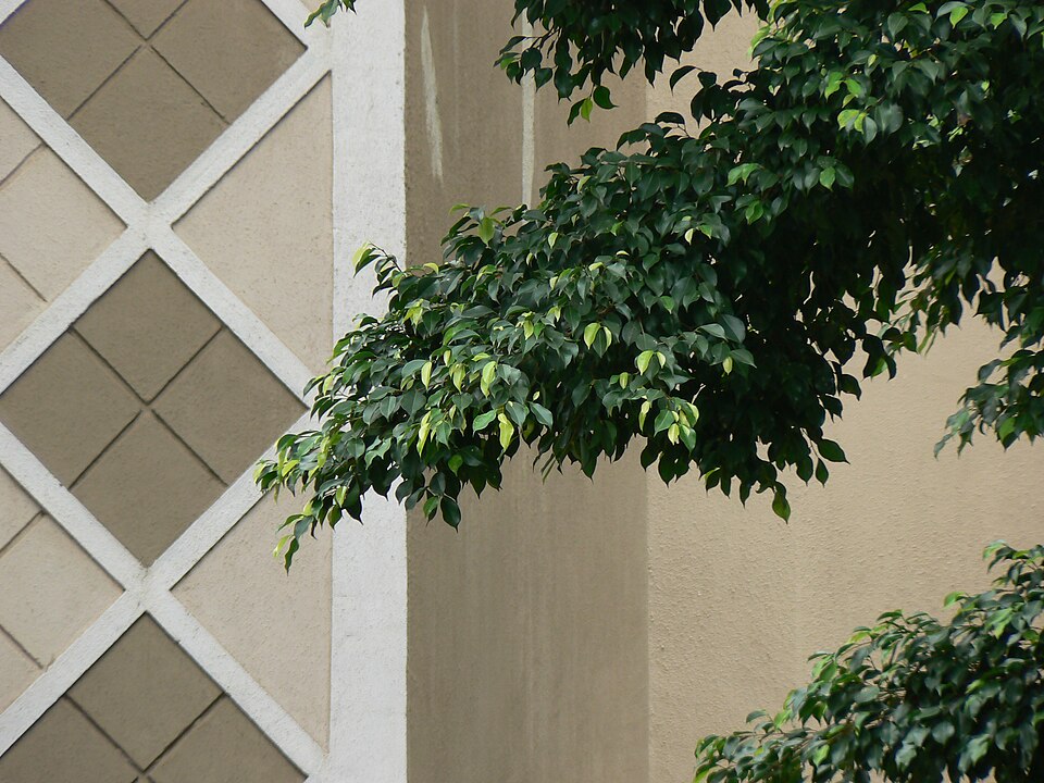 Ficus benjamina (Ficus Benjamina) (alternate view 13)