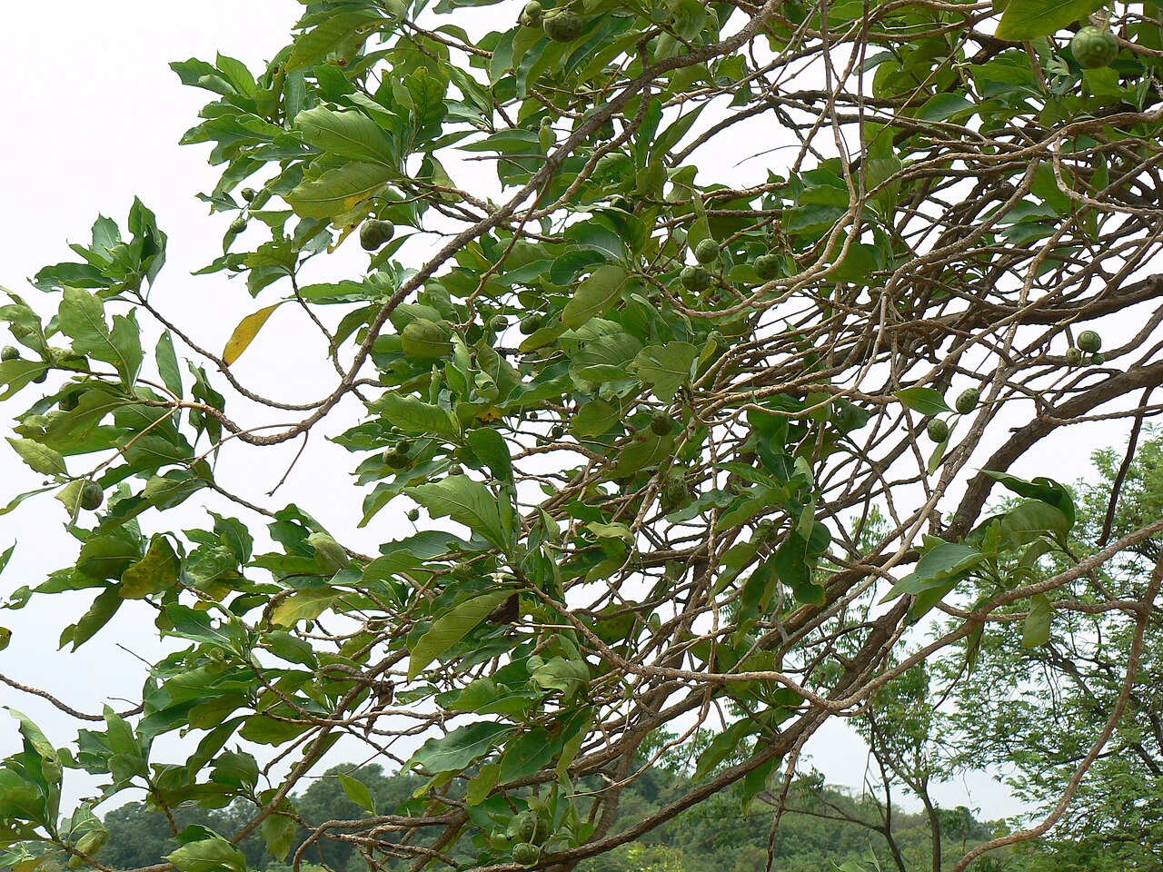 Morinda citrifolia, Noni — upright evergreen (Rubiaceae) (image 4 of 10)
