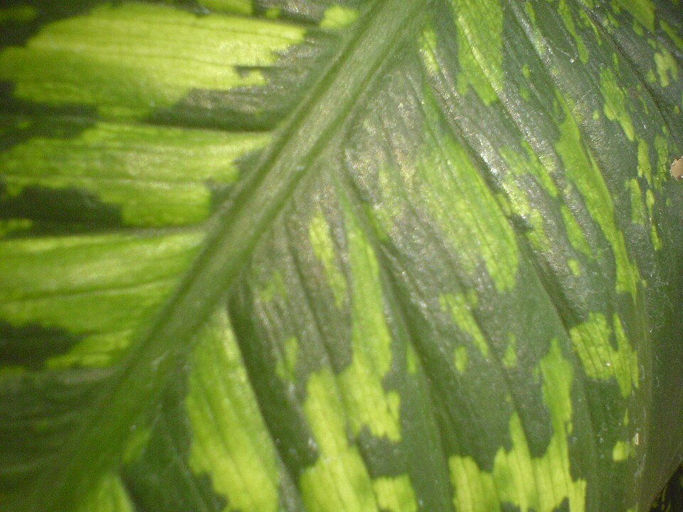 Dieffenbachia seguine (Dumb Cane) (alternate view 5)