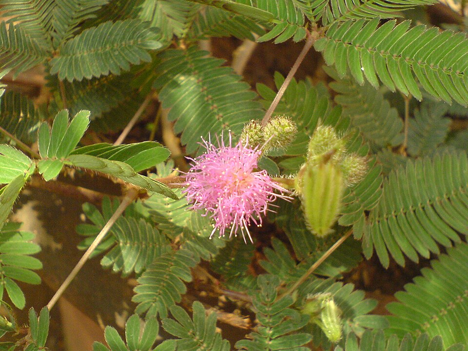 Mimosa pudica (Sensitive Plant)