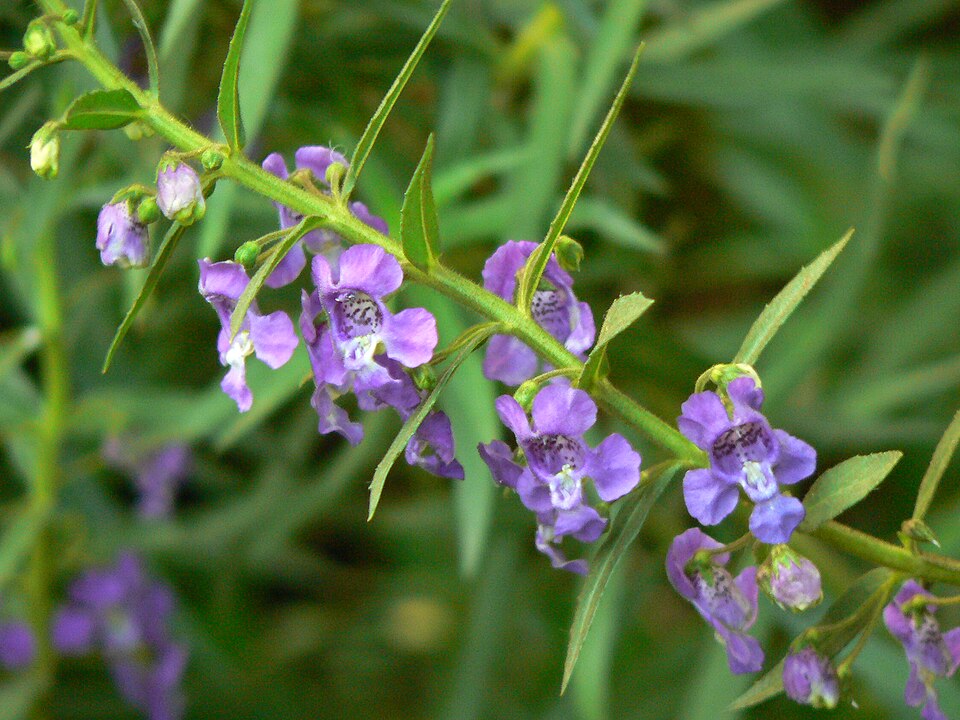 Angelonia angustifolia (Summer Snapdragon) (alternate view 11)