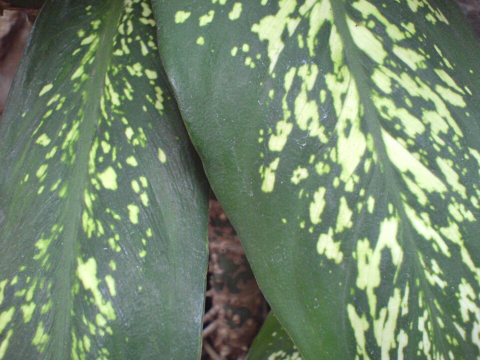 Dieffenbachia seguine (Dumb Cane) (alternate view 6)