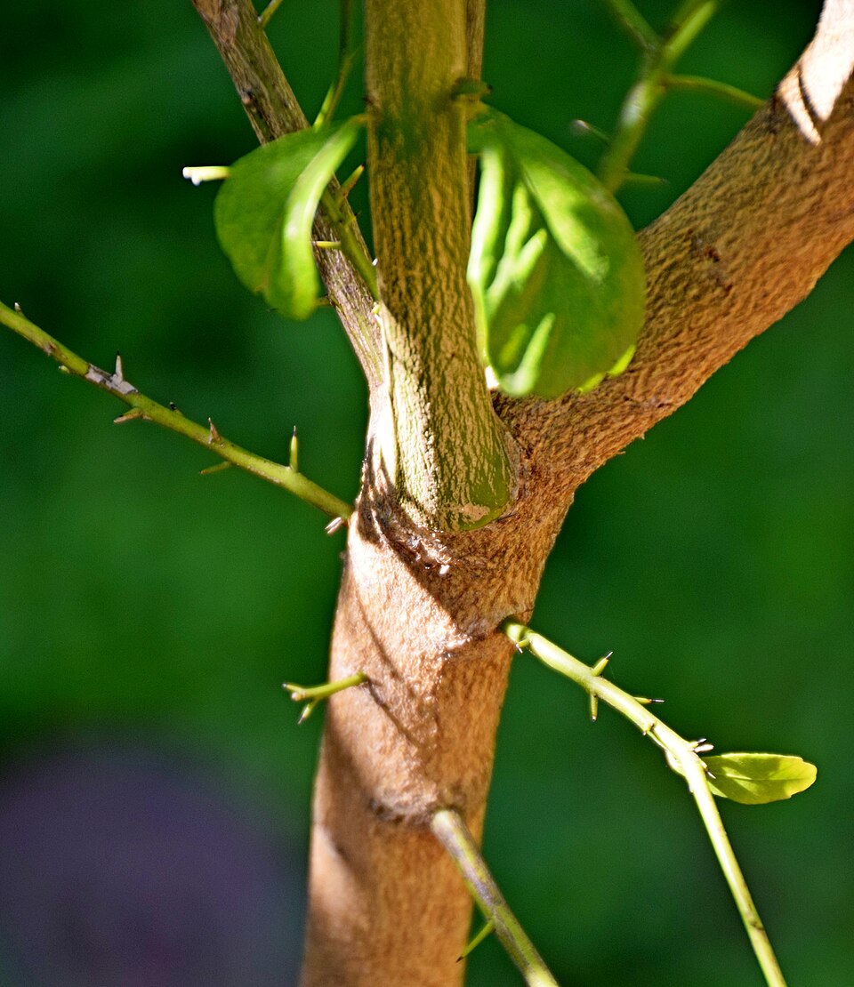 Citrus australasica (Finger Lime) (alternate view 6)