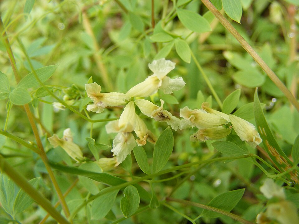 Ceratocapnos claviculata (Climbing Corydalis)