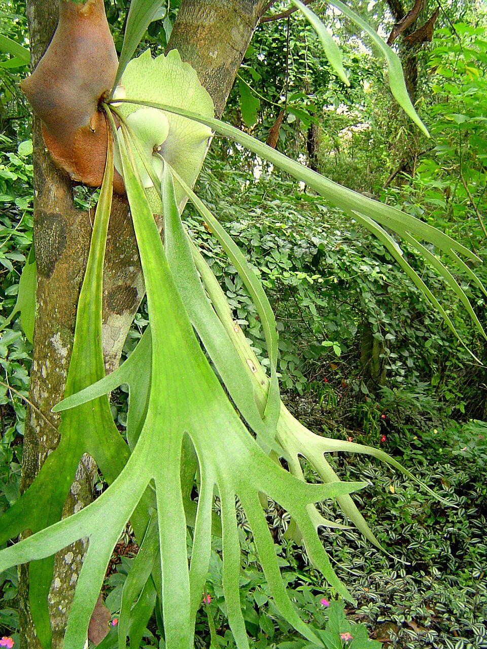 Platycerium bifurcatum (Staghorn Fern) (alternate view 5)