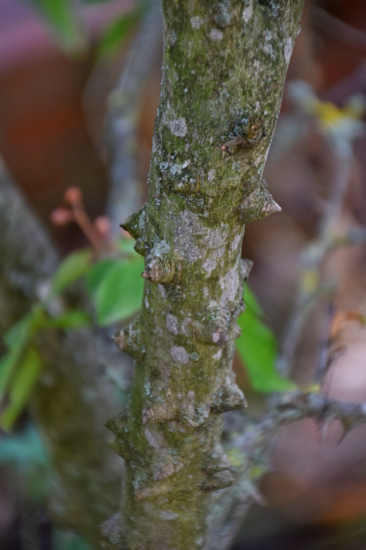 Zanthoxylum piperitum, Japanese pepper — upright deciduous (Rutaceae) (image 8 of 10)